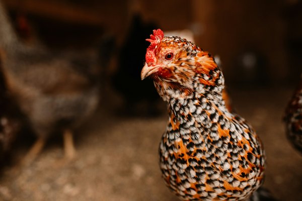 Quels conseils pour intégrer des motifs floraux dans une garde-robe d'automne?